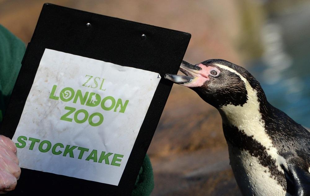 Allo Zoo di Londra si fa l'inventario Photogallery Rai News