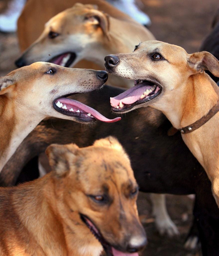 Qual è L Animale Più Pericoloso Del Mondo