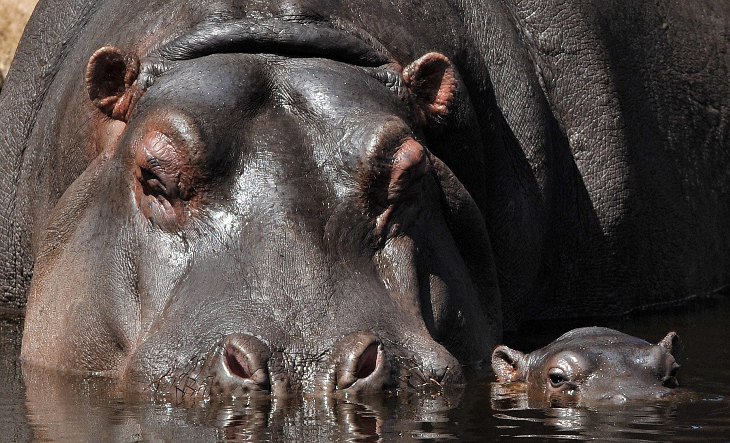 Qual è L Animale Più Pericoloso Del Mondo