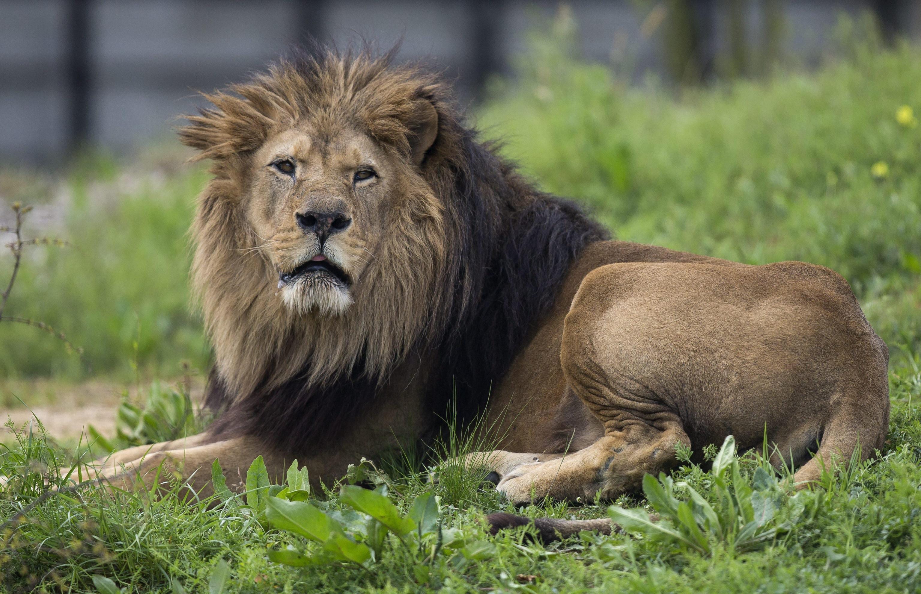 Qual è L Animale Più Pericoloso Del Mondo
