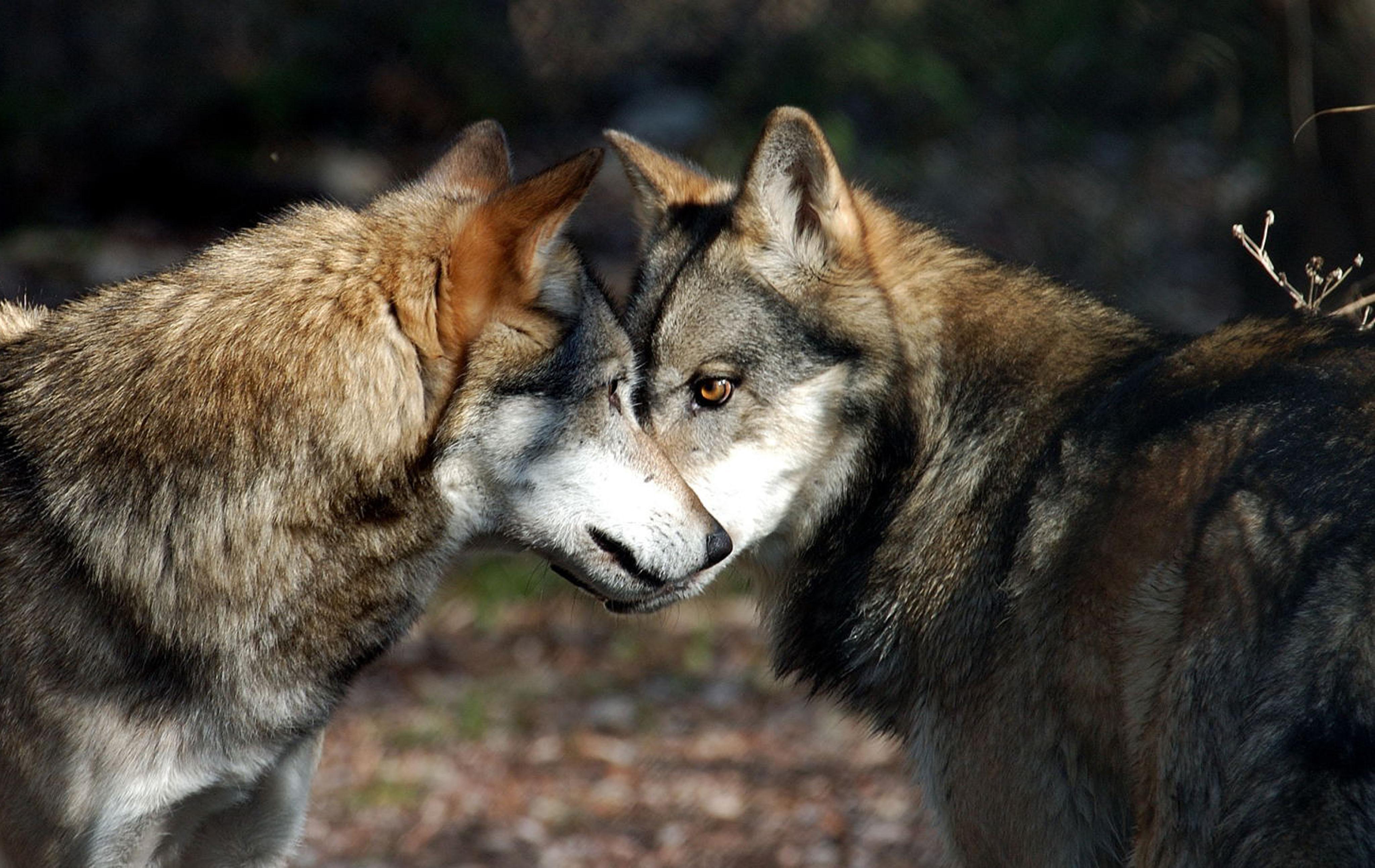 Qual è L Animale Più Pericoloso Del Mondo