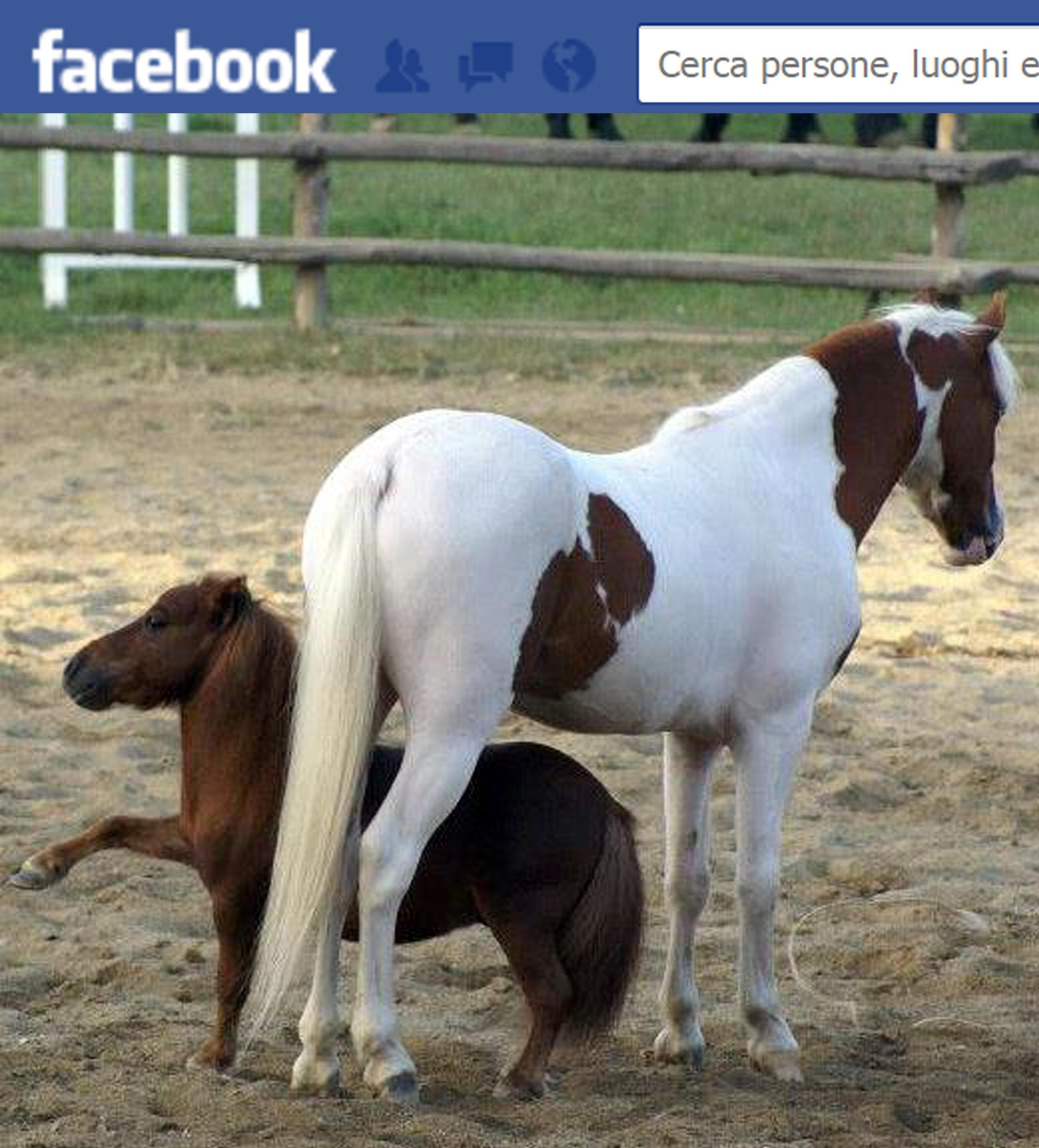 Charlie Il Cavallo Più Piccolo Del Mondo