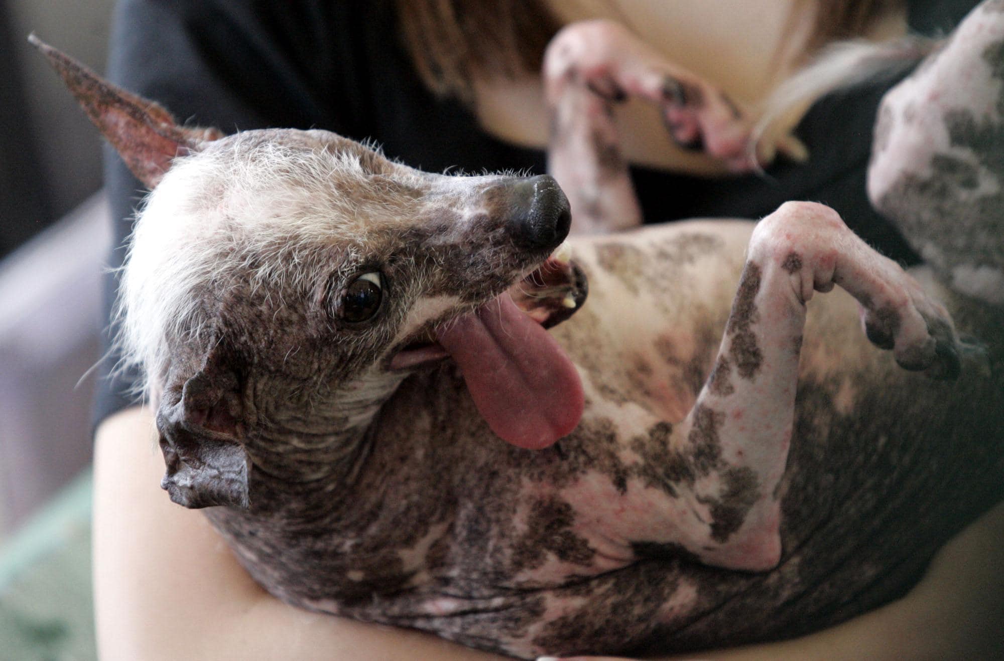 Qual è Il Cane Più Brutto Del Mondo