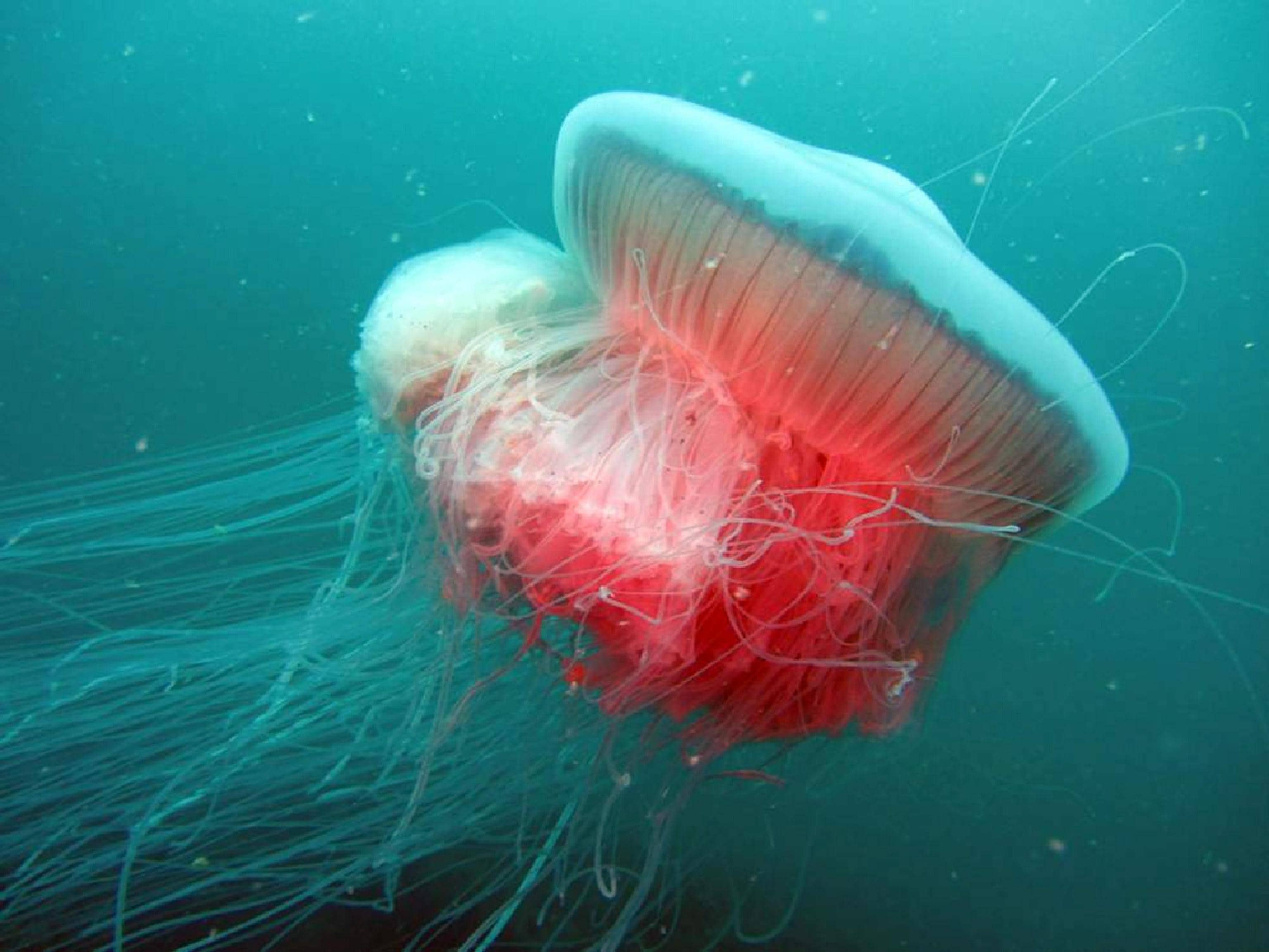 Sardegna l'invasione delle meduse giganti Photogallery Rai News Sardegna l'invasione delle meduse giganti Photogallery Rai News
