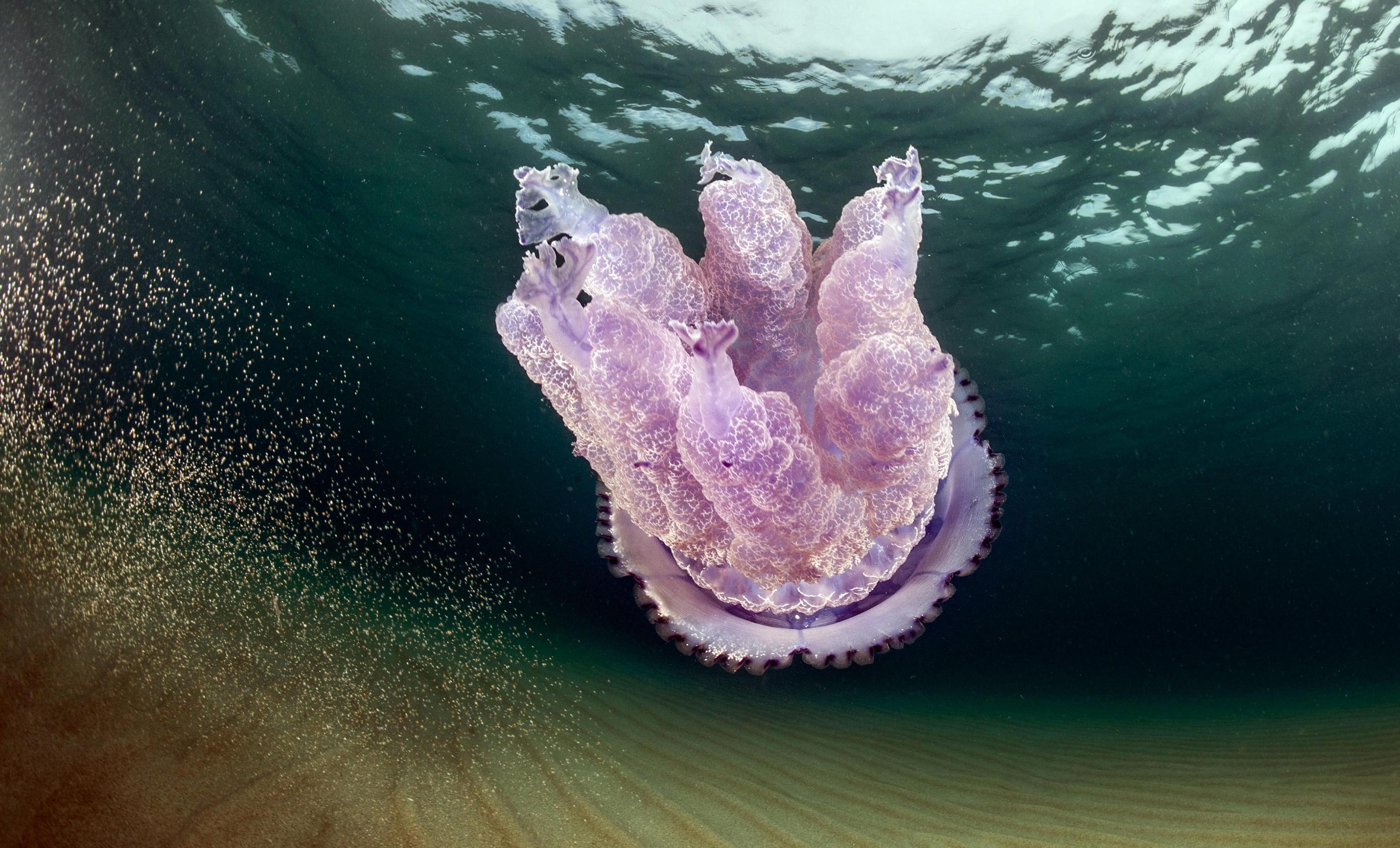 Sardegna: l'invasione delle meduse giganti - Photogallery