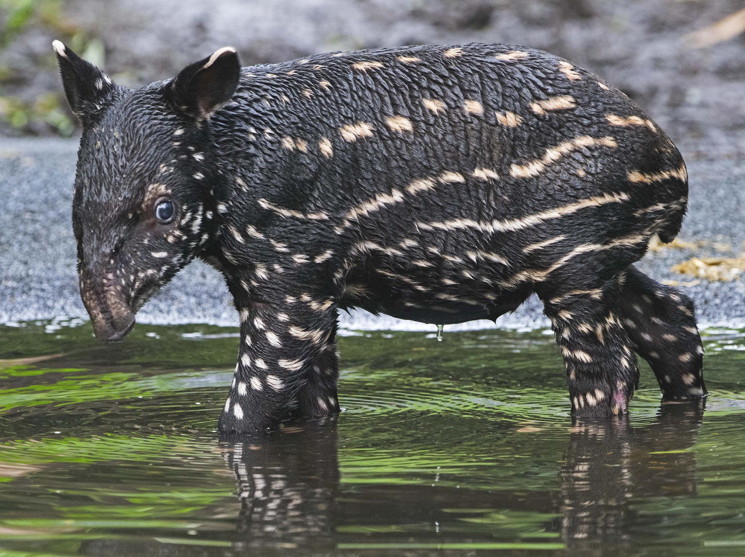 Il Bagnetto Del Baby Tapiro Photogallery Rai News