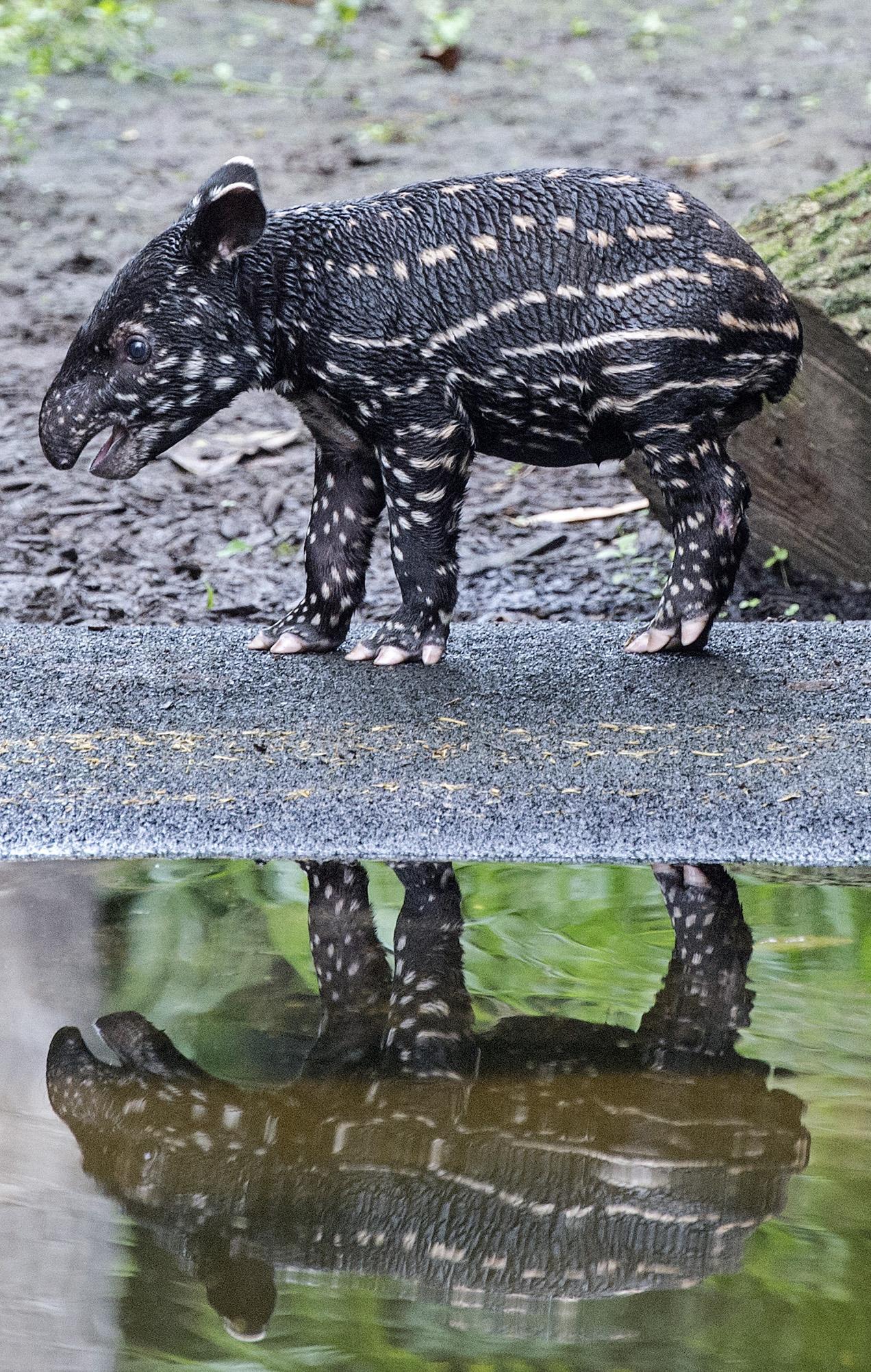 Il Bagnetto Del Baby Tapiro Photogallery Rai News