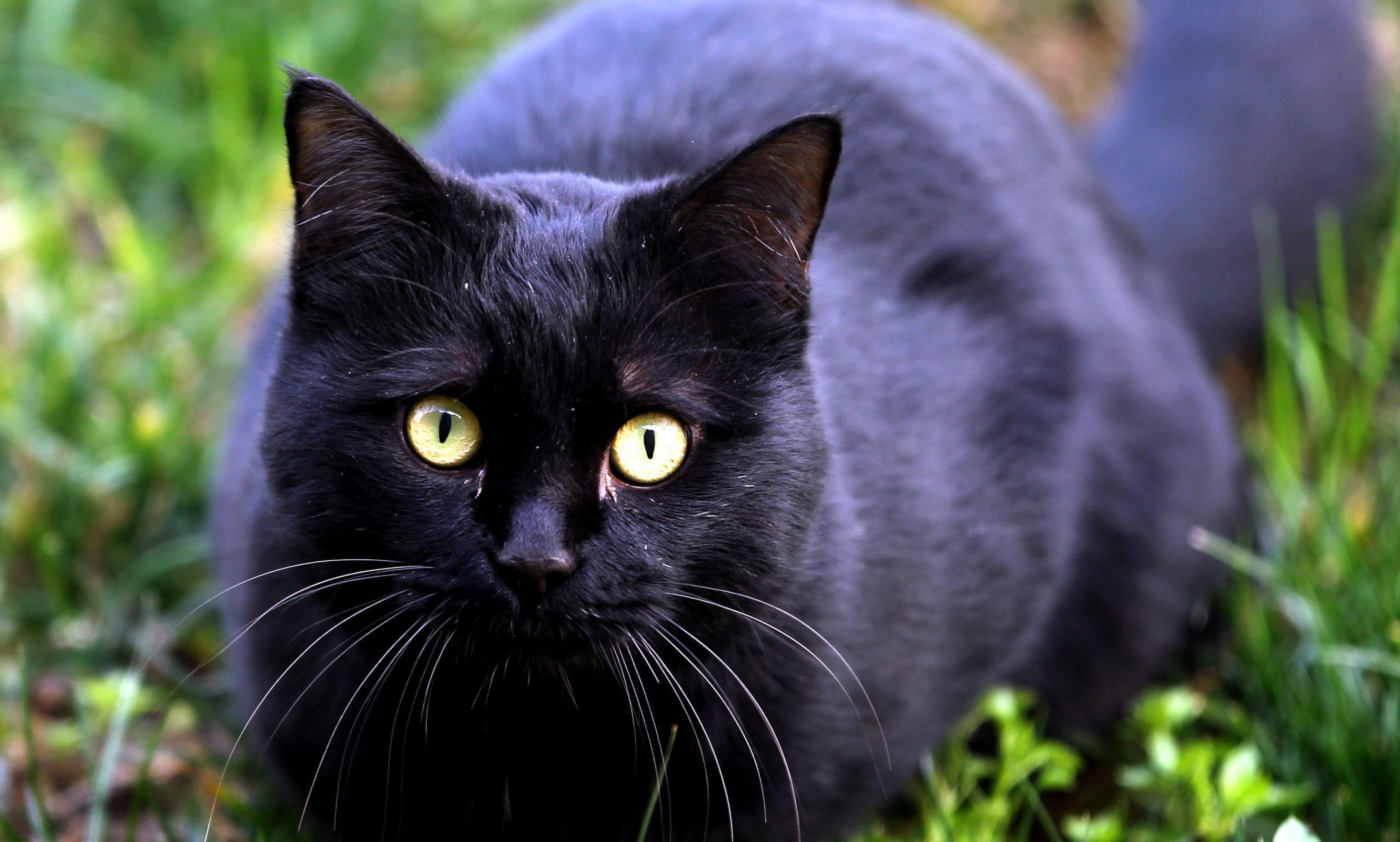 Gatto Nero Day Photogallery Rai News