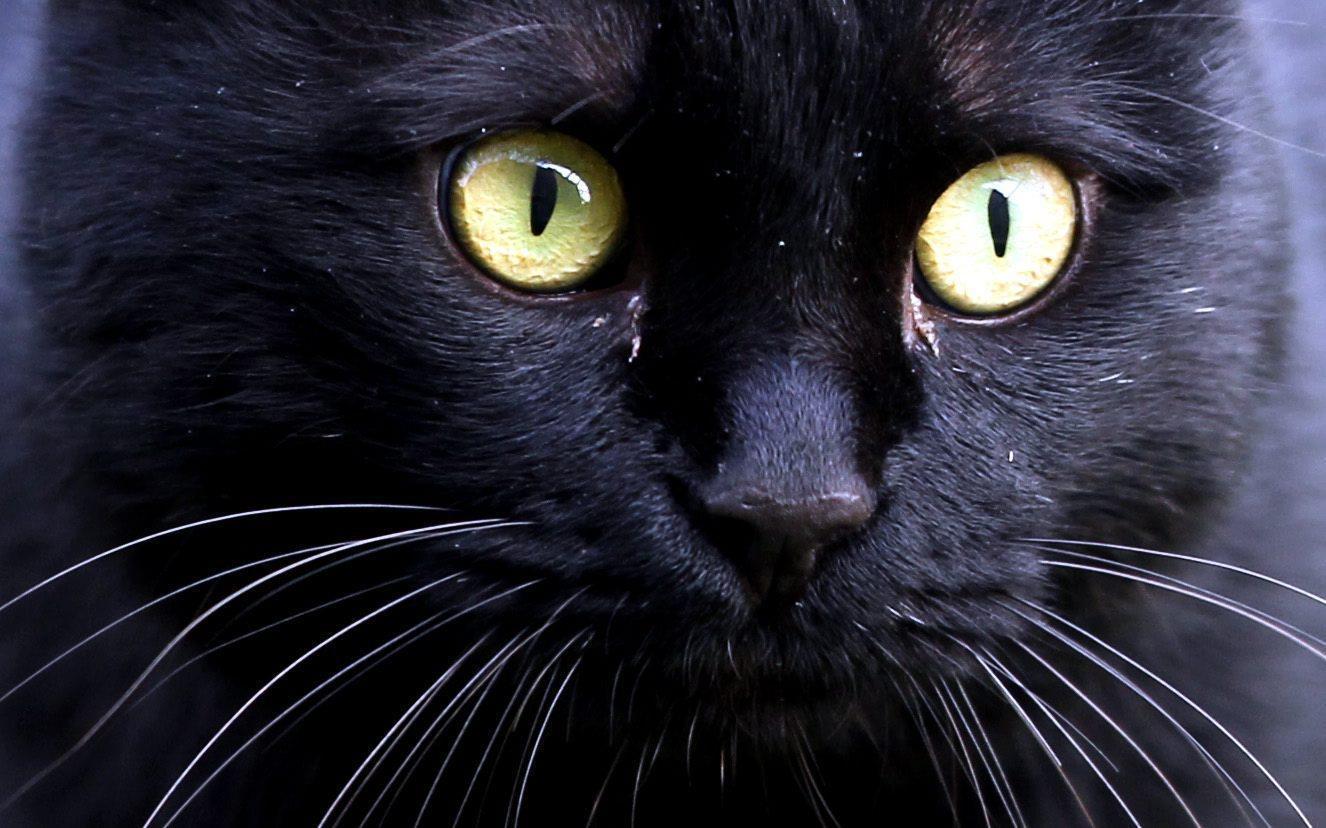 Gatto Nero Day Photogallery Rai News