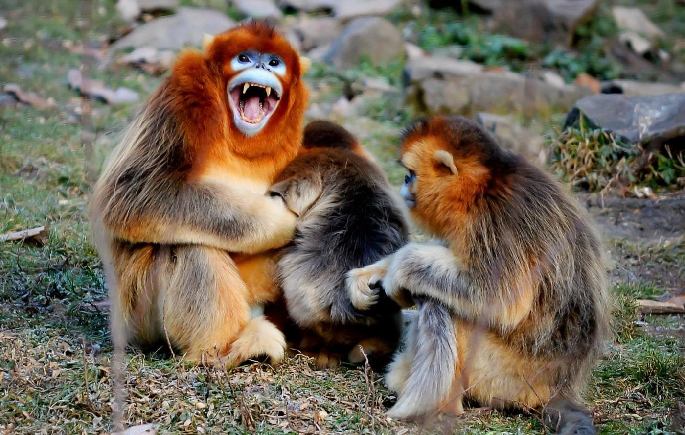 Le scimmie dorate che vivono nel cuore delle foreste cinesi Photogallery Rai News Le scimmie dorate che vivono nel cuore delle foreste cinesi Photogallery Rai News