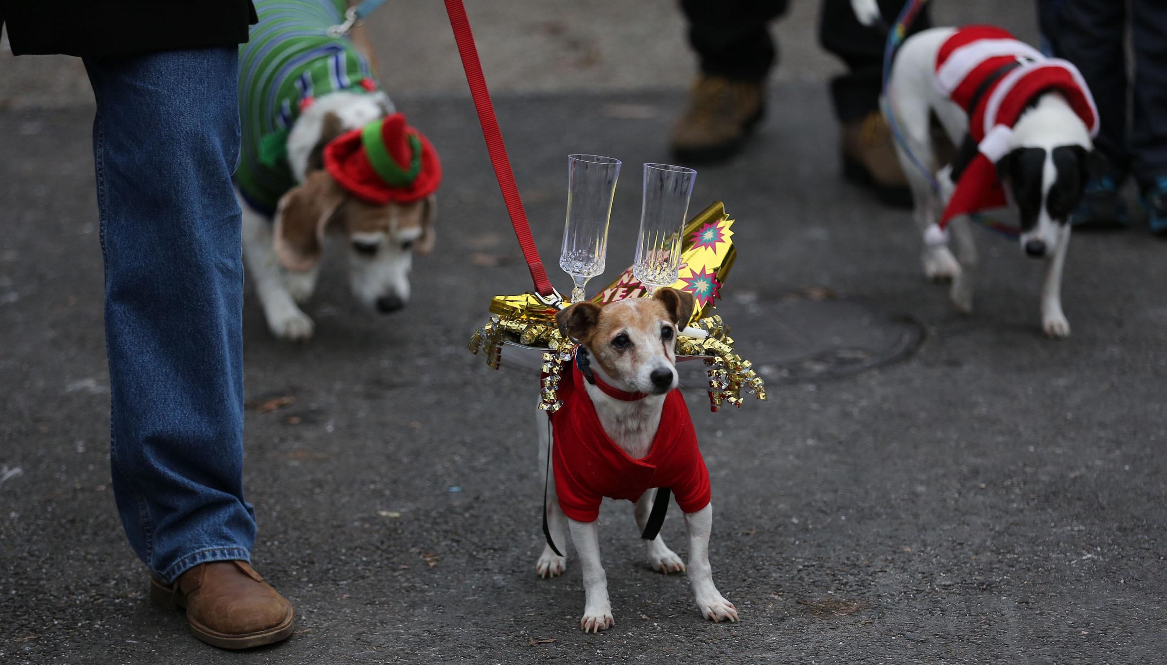 Reindog Parade 2014 La Sfilata Dei Cani Contro La Violenza Sugli 