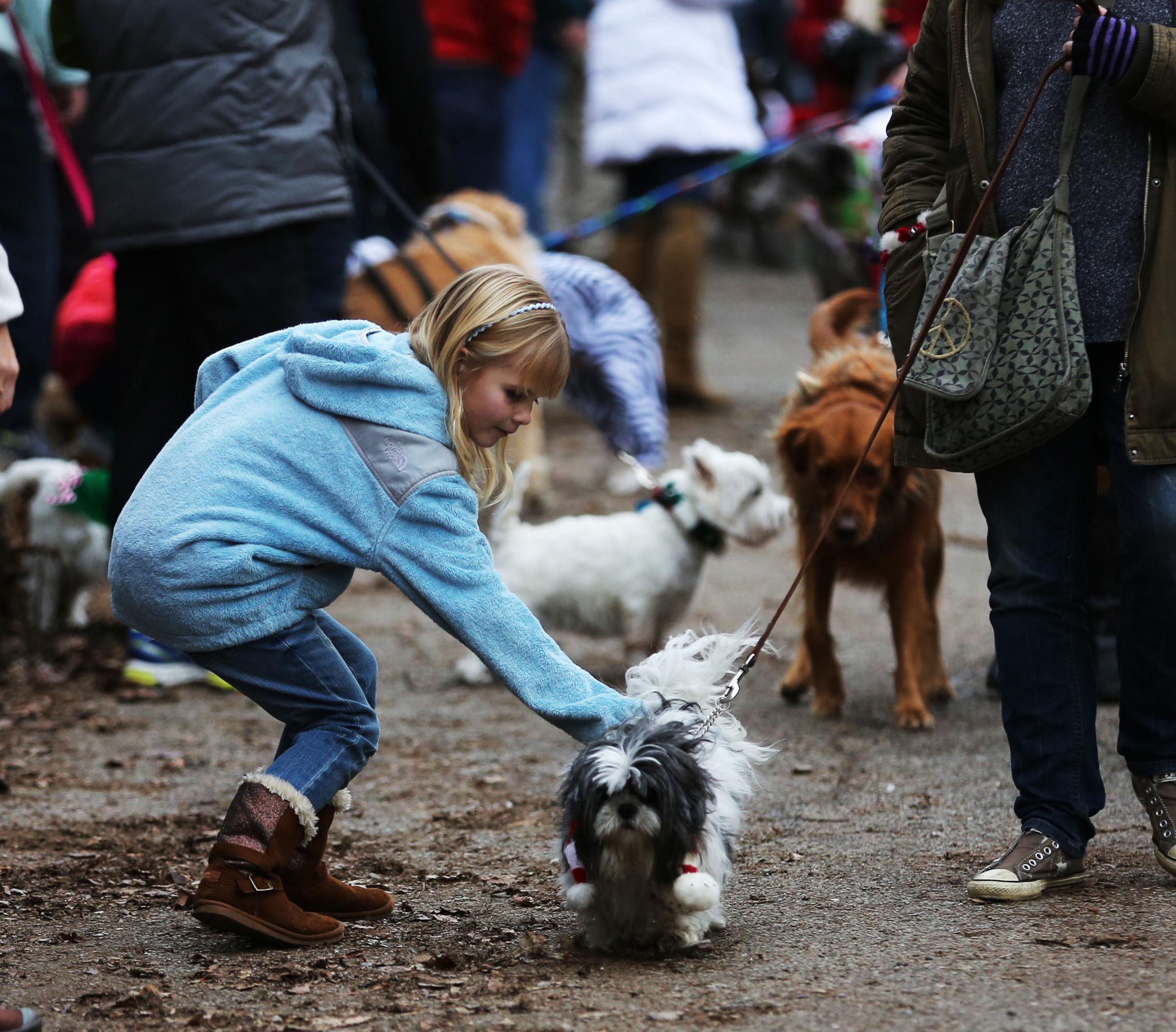 Reindog Parade 2014 La Sfilata Dei Cani Contro La Violenza Sugli 